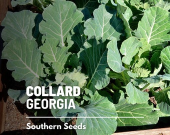 Collard Greens, Georgia - 100 Seeds - Heirloom Vegetable - Open Pollinated - Non-GMO (Brassica oleracea)