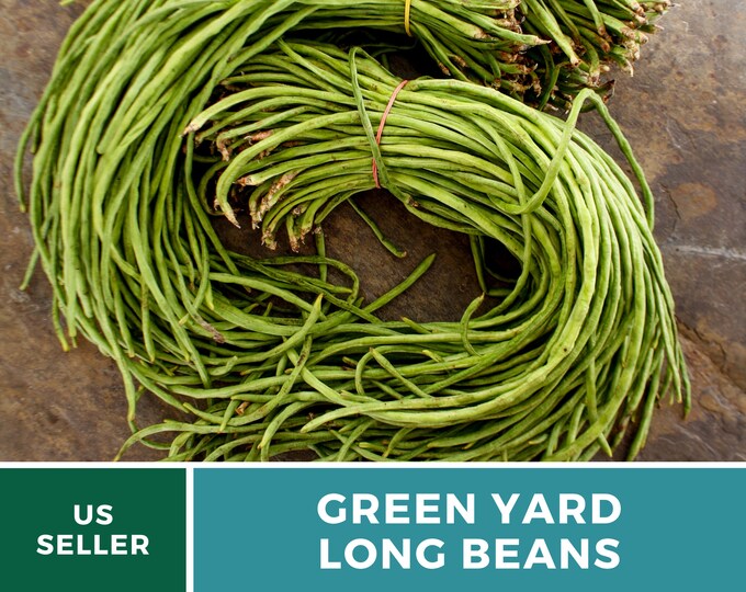 50 Yard Long Green Bean Seeds Heirloom Nongmo Etsy