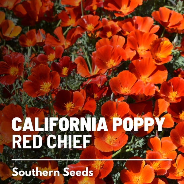 Poppy, California Red Chief - 200 Seeds - Heirloom Flower - Bold and Vibrant Red Blooms - Easy to Grow (Eschscholzia californica)
