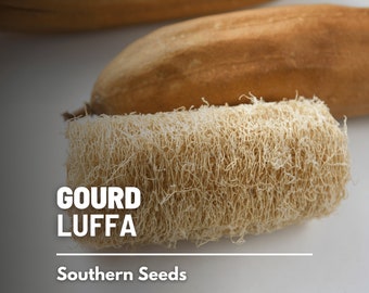 Gourd, Luffa - 15 Seeds - Heirloom Vegetable - Versatile and Natural Sponge (Luffa cylindrica)
