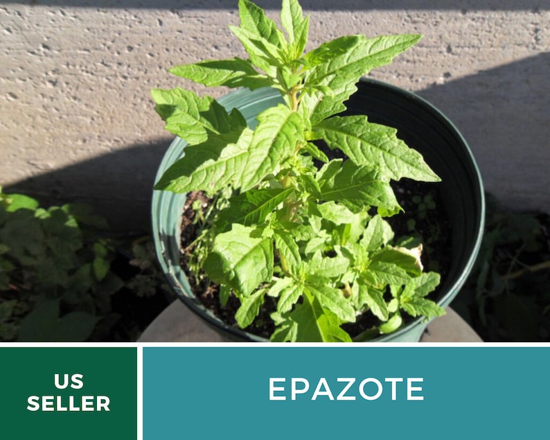 May include: A potted Epazote plant with green leaves growing in a green pot. The plant is in focus and the background is blurred.