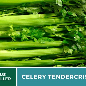 May include: A close-up of a bunch of fresh green celery stalks with the text "CELERY TENDERCrisp" on a teal background and "US SELLER" on a green background.