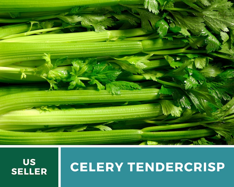 May include: A close-up of a bunch of fresh green celery stalks with the text "CELERY TENDERCrisp" on a teal background and "US SELLER" on a green background.