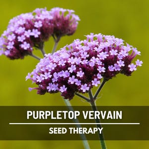 Purpletop Vervain Seeds – Heirloom, Purple Flowers, Butterfly Attracting, Native Wildflower, Garden Favorite | 100 Seeds
