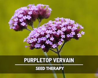 Purpletop Vervain Seeds – Heirloom, Purple Flowers, Butterfly Attracting, Native Wildflower, Garden Favorite | 100 Seeds