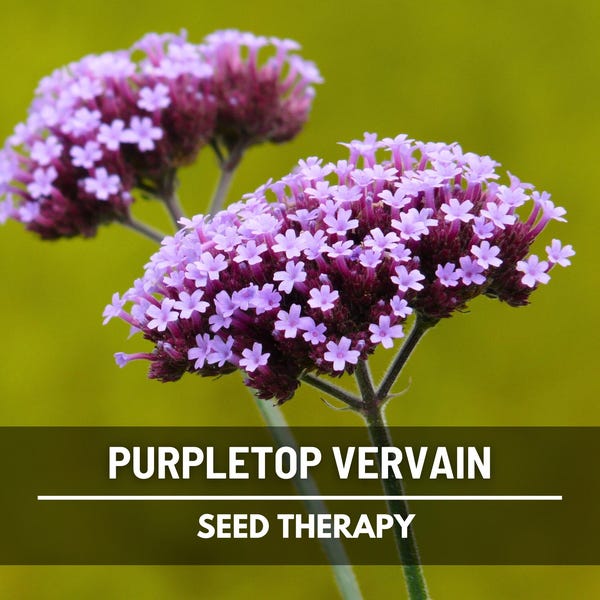 Purpletop Vervain Seeds – Heirloom, Purple Flowers, Butterfly Attracting, Native Wildflower, Garden Favorite | 100 Seeds