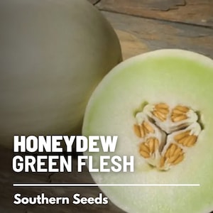 Green Flesh Honeydew Melon Seeds – Heirloom Fruit, Non-GMO, Sweet and Juicy Melon for Summer Gardens | 20 Seeds image 7