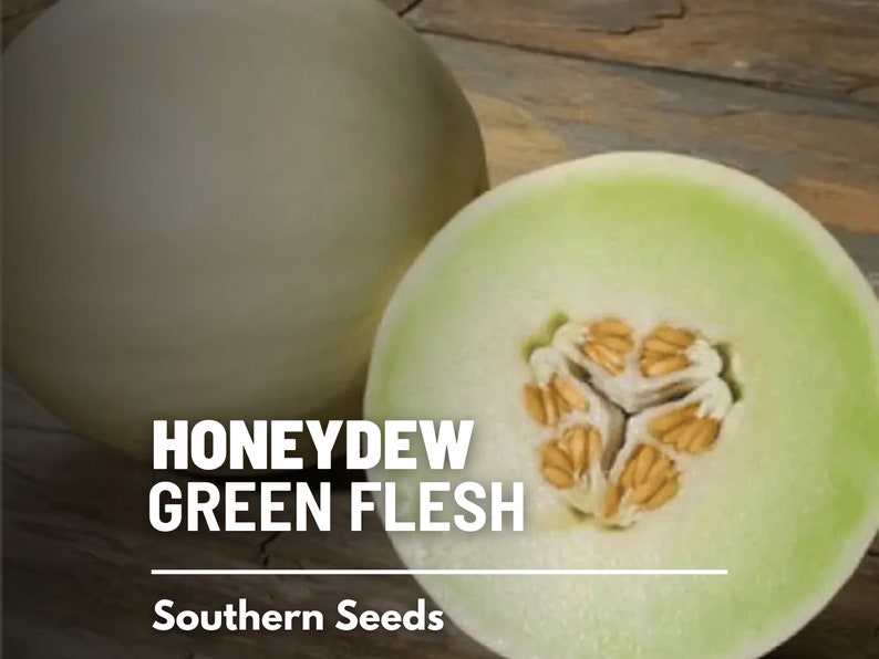 Green Flesh Honeydew Melon Seeds – Heirloom Fruit, Non-GMO, Sweet and Juicy Melon for Summer Gardens | 20 Seeds image 7