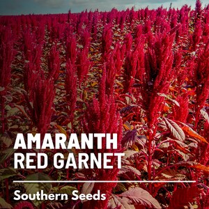 May include: A field of red amaranth plants, also known as Red Garnet, with the text "Amaranth Red Garnet" and "Southern Seeds" printed below the image.