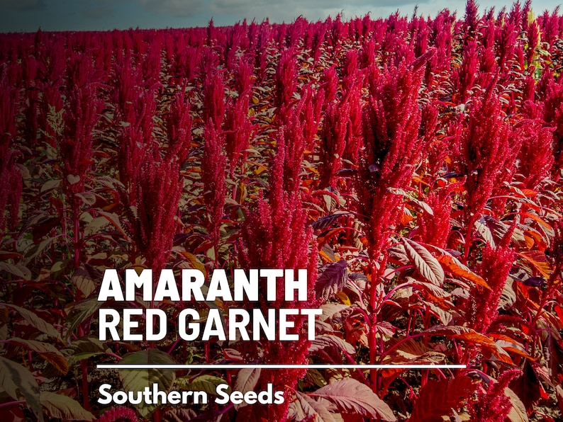 May include: A field of red amaranth plants, also known as Red Garnet, with the text "Amaranth Red Garnet" and "Southern Seeds" printed below the image.