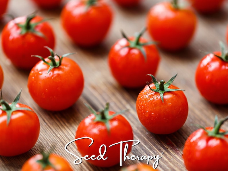 May include: A collection of bright red cherry tomatoes with green stems, each featuring small water droplets on their smooth skins. The text Seed Therapy is written in a white cursive script across the lower portion of the image.
