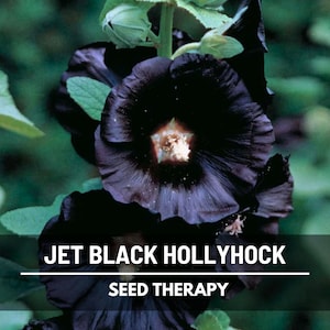 May include: Close-up of jet black hollyhock flowers with a creamy center and dark green leaves. The image includes the text "JET BLACK HOLLYHOCK" and "SEED THERAPY". The flowers are in full bloom against a blurred green background.
