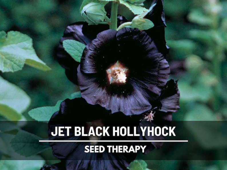 May include: Close-up of jet black hollyhock flowers with a creamy center and dark green leaves. The image includes the text "JET BLACK HOLLYHOCK" and "SEED THERAPY". The flowers are in full bloom against a blurred green background.