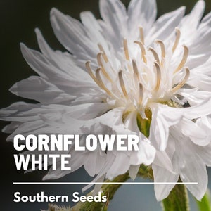 Cornflower, Tall White (Bachelor's Button) - 100 Seeds - Heirloom Flower- Elegant White Blooms (Centaurea cyanus)