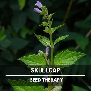 Skullcap Seeds (Mad Dog Skullcap) – Heirloom Medicinal Herb, Perennial Wildflower, Non-GMO, Scutellaria lateriflora | 50 Seeds