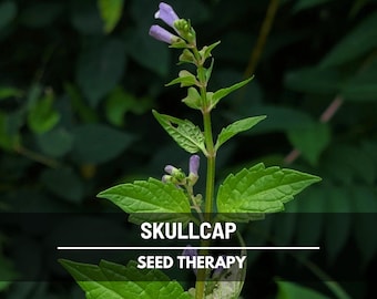 Skullcap Seeds (Mad Dog Skullcap) – Heirloom Medicinal Herb, Perennial Wildflower, Non-GMO, Scutellaria lateriflora | 50 Seeds