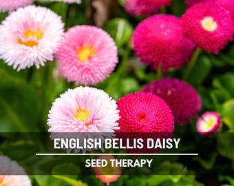 English Daisy Seeds (Super Enorma Mix) – Heirloom Flower, Large & Colorful Blooms, Classic Garden Favorite | 100 Seeds