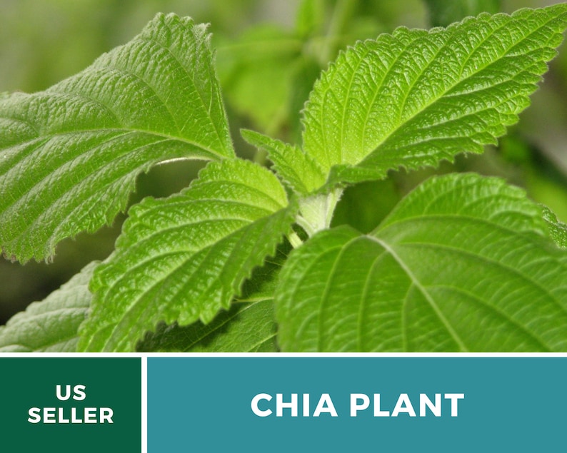 Chia 250 Seeds Heirloom Culinary & Medicinal Herb Superfood Non-GMO Salvia hispanica image 8