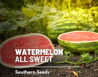 Watermelon, All Sweet - 25 Seeds - Heirloom Fruit, Open Pollinated, Non-GMO, Disease Resistant (Citrullus lanatus)