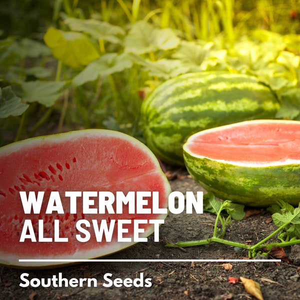 Watermelon, All Sweet - 25 Seeds - Heirloom Fruit, Open Pollinated, Non-GMO, Disease Resistant (Citrullus lanatus)