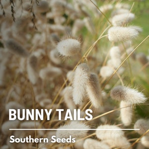 Bunny Tails 50 Seeds Heirloom Ornamental Grass, Hare's Tail, Cut Flowers & Arrangements Lagurus ovatus image 7