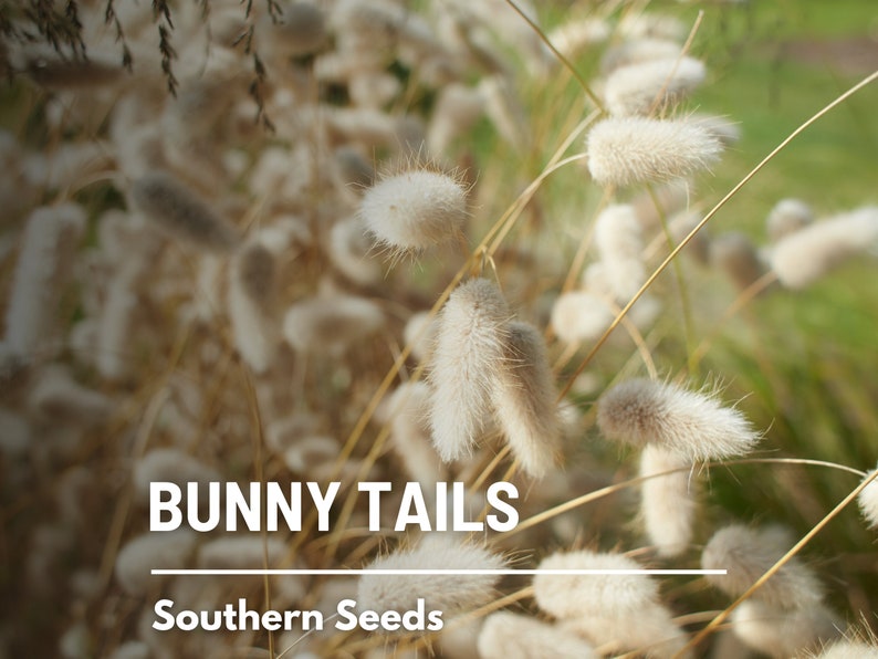 Bunny Tails 50 Seeds Heirloom Ornamental Grass, Hare's Tail, Cut Flowers & Arrangements Lagurus ovatus image 7