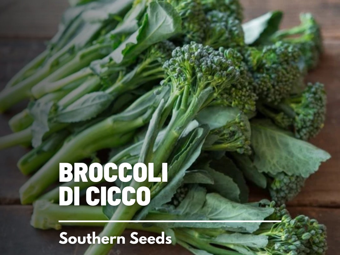 Broccoli, Di Cicco 200 Seeds Heirloom Vegetable Broccolini Open