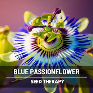 Blue Passionflower Seeds – Heirloom Fruit Vine, Bluecrown, Passiflora caerulea, Exotic Perennial Climber | 20 Seeds