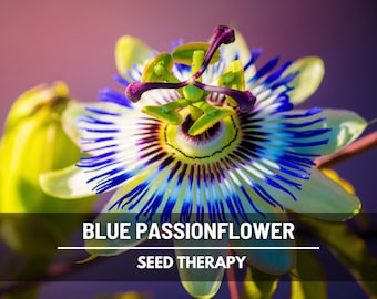Blue Passionflower Seeds (Passiflora caerulea) – Heirloom, Exotic Climber, Bluecrown (20 Seeds)