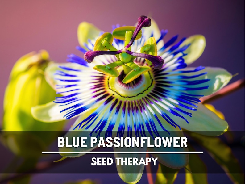Blue Passionflower Seeds (Passiflora caerulea) – Heirloom, Exotic Climber, Bluecrown (20 Seeds) image 1