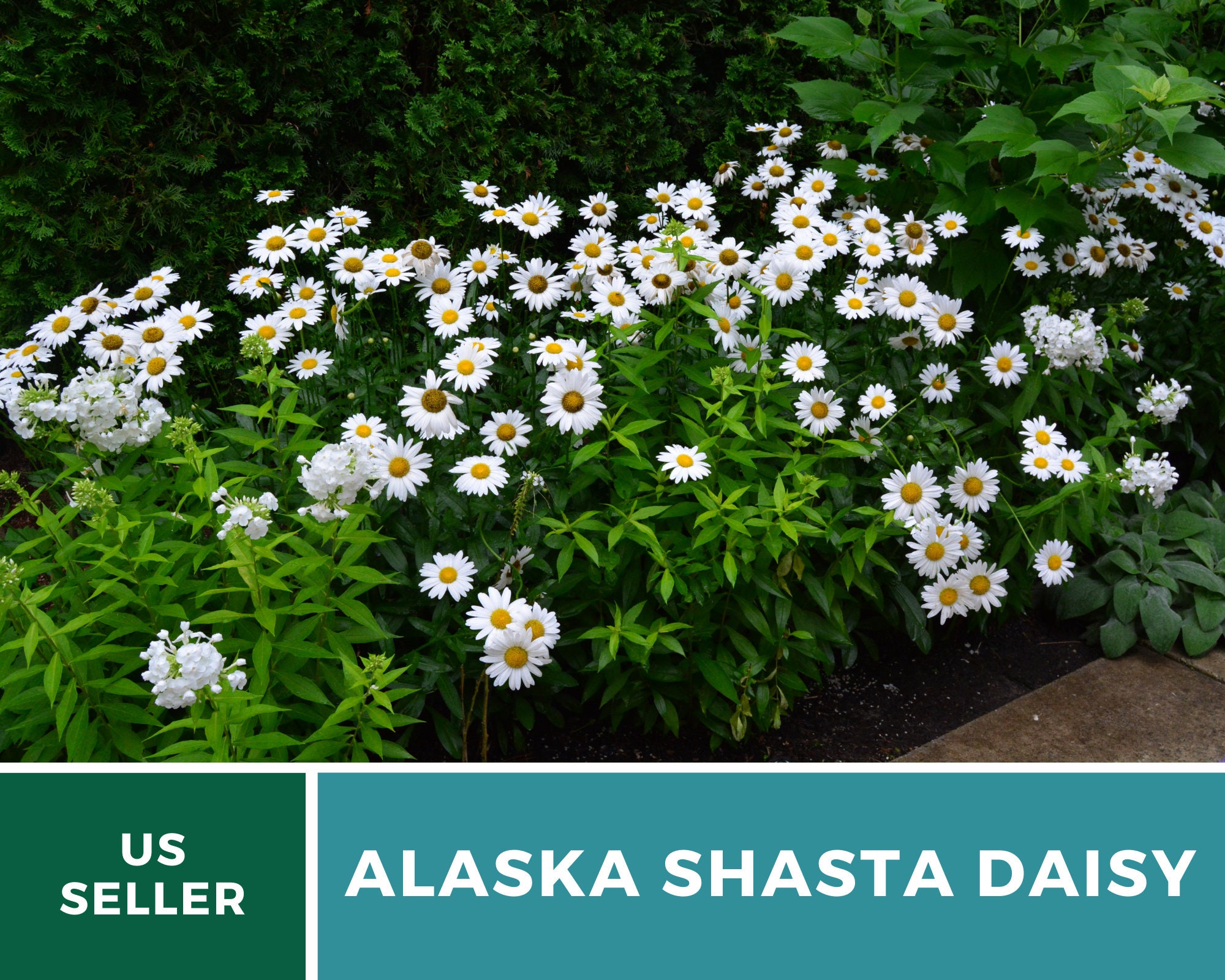 daisy alaska shasta 100 seeds easy to grow perennial - etsy.de