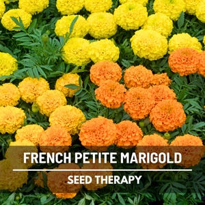 Petite French Marigold Seeds – Best Seller! Heirloom Flower, Compact and Dwarf Variety, and Vibrant Blooms | 100 Seeds
