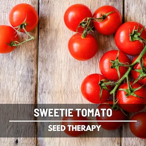 Sweetie Tomato Seeds – Heirloom Vegetable, Indeterminate Plant, Small Sweet Cherry Tomatoes, Easy to Grow | 50 Seeds