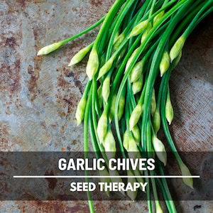 Garlic Chives Seeds – Heirloom Culinary and Medicinal Herb, Non-GMO, Perennial, Kitchen Garden Favorite | 200 Seeds