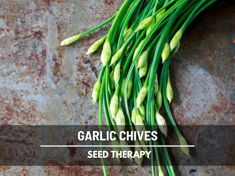 Garlic Chives (Allium tuberosum) close-up of fresh stalks bundled together for kitchen seasoning - Seed Therapy
