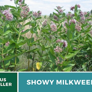 May include: A close-up of a cluster of pink and purple Showy Milkweed flowers growing in a field. The flowers are in bloom and have a delicate, feathery appearance. The plant is a popular choice for attracting butterflies and other pollinators.
