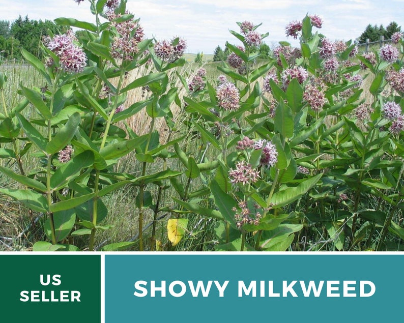 May include: A close-up of a cluster of pink and purple Showy Milkweed flowers growing in a field. The flowers are in bloom and have a delicate, feathery appearance. The plant is a popular choice for attracting butterflies and other pollinators.