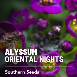May include: Purple Alyssum Oriental Nights flowers with a bee on one of the blooms. The text "Alyssum Oriental Nights" and "Southern Seeds" is printed below the flowers.