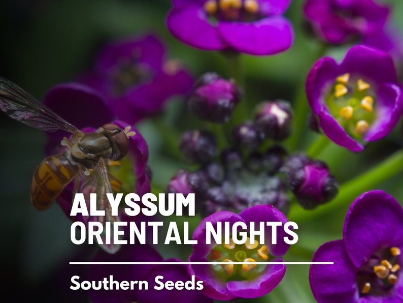 May include: Purple Alyssum Oriental Nights flowers with a bee on one of the blooms. The text "Alyssum Oriental Nights" and "Southern Seeds" is printed below the flowers.
