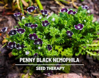 Penny Black Nemophila Seeds – Baby Black Eyes, Heirloom Flower, Fast Growing Groundcover, Nemophila Discoidalis | 100 Seeds