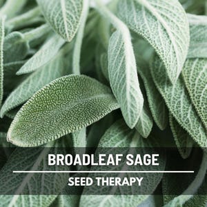 Broadleaf Sage Seeds – Heirloom Herb, Medicinal & Culinary, Flavorful, Fragrant, Non-GMO, Garden Gift | 50 Seeds