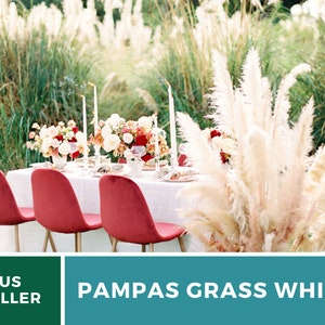 Pampas Grass, White 100 Seeds Heirloom Ornamental Grass Elegant and Airy White Plumes Cortaderia selloana image 4