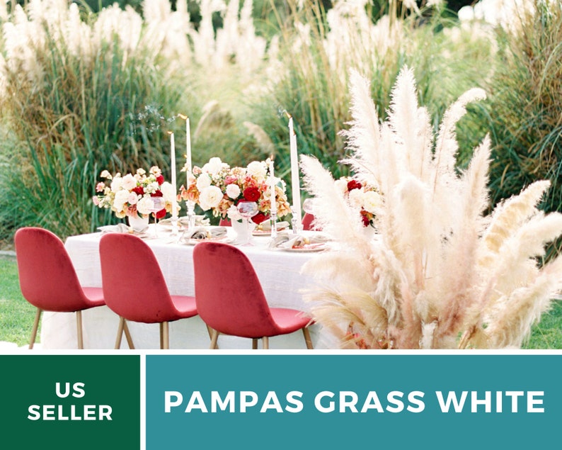 Pampas Grass, White 100 Seeds Heirloom Ornamental Grass Elegant and Airy White Plumes Cortaderia selloana image 4