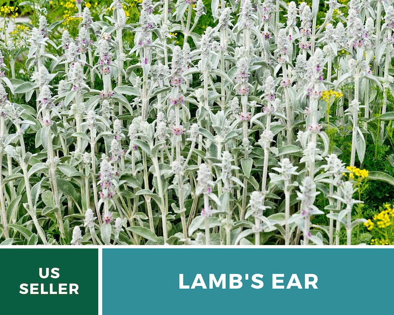Lamb's Ear 50 Seeds Medicinal Herb GMO Free stachys Etsy