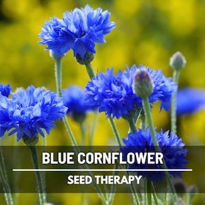 Blue Cornflower (Bachelor’s Button) Seeds – Heirloom Flower, Elegant Blue Blooms & Tall Variety, Easy to Grow Garden Favorite | 100 Seeds