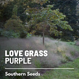 Love Grass, Purple - 50 Seeds - Ornamental Grass - Beautiful Purple Plumes (Eragrostis spectabilis)