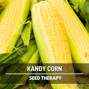 Kandy Korn Sweet Corn Seeds – Hybrid Vegetable, Non-GMO & Early Maturing, Classic Yellow Corn, Productive Garden Favorite | 60 Seeds