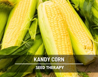 Kandy Korn Sweet Corn Seeds – Hybrid Vegetable, Non-GMO & Early Maturing, Classic Yellow Corn, Productive Garden Favorite | 30 Seeds