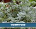 Wormwood - Heirloom Seed - Medicinal Herb & Herbal Tea(Artemisia Absinthium) 