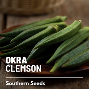 Okra, Clemson Spineless - 50 Seeds - Heirloom Vegetable - AAS Winner - Open Pollinated - Non-GMO (Abelmoschus esculentus)